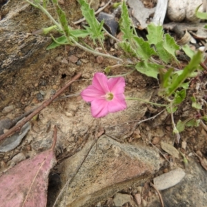 Convolvulus angustissimus subsp. angustissimus at Carwoola, NSW - suppressed