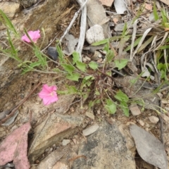 Convolvulus angustissimus subsp. angustissimus at Carwoola, NSW - suppressed