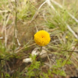 Leptorhynchos squamatus at Carwoola, NSW - suppressed