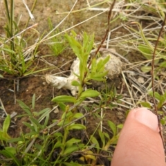 Leptorhynchos squamatus at Carwoola, NSW - 21 Oct 2021