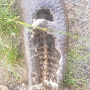 Tiliqua rugosa at Watson, ACT - 22 Oct 2021 06:36 PM