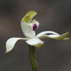 Caladenia moschata (Musky Caps) at Black Mountain - 23 Oct 2021 by David