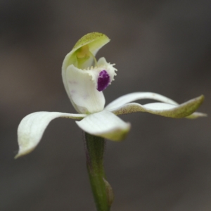 Caladenia moschata at Point 5805 - suppressed