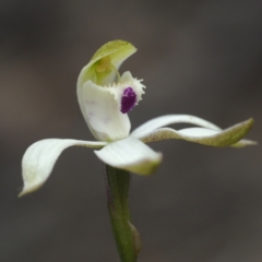 Caladenia moschata (Musky caps) at Point 5805 - 23 Oct 2021 by David