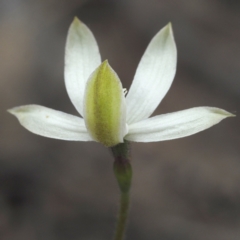 Caladenia moschata at Point 5805 - suppressed