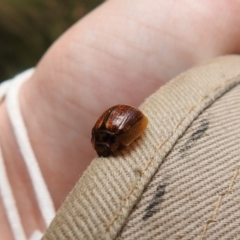 Paropsisterna cloelia (Eucalyptus variegated beetle) at Paddys River, ACT - 23 Oct 2021 by Liam.m