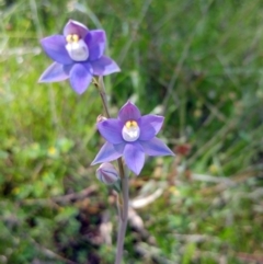 Thelymitra peniculata (Blue Star Sun-orchid) at The Pinnacle - 22 Oct 2021 by sangio7
