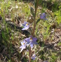 Thelymitra peniculata at Hawker, ACT - 23 Oct 2021