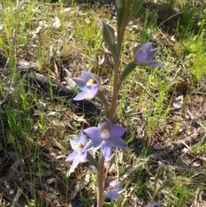 Thelymitra peniculata at Hawker, ACT - suppressed