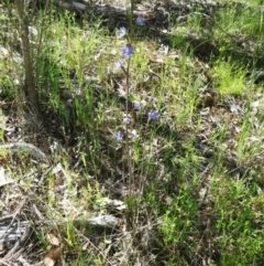 Thelymitra peniculata at Hawker, ACT - 23 Oct 2021