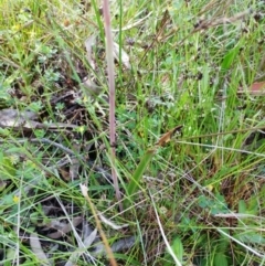 Thelymitra peniculata at Hawker, ACT - suppressed