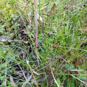 Thelymitra peniculata at Hawker, ACT - 23 Oct 2021