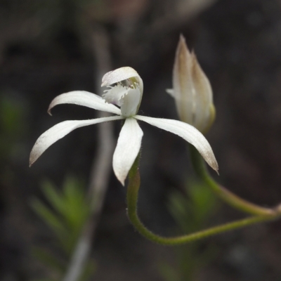 Caladenia ustulata (Brown Caps) at Black Mountain - 23 Oct 2021 by David