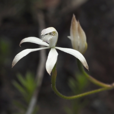 Caladenia ustulata (Brown Caps) at Acton, ACT - 23 Oct 2021 by David