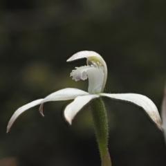 Caladenia ustulata at Point 5805 - suppressed