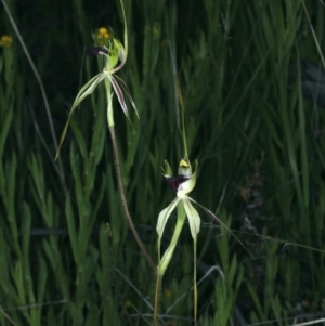 Caladenia atrovespa at Molonglo Valley, ACT - suppressed