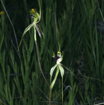 Caladenia atrovespa (Green-comb Spider Orchid) at Molonglo Valley, ACT - 18 Oct 2021 by jbromilow50