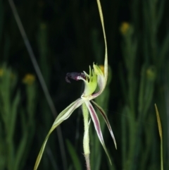 Caladenia atrovespa at Molonglo Valley, ACT - suppressed