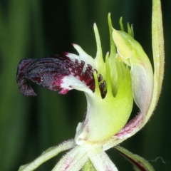 Caladenia atrovespa at Molonglo Valley, ACT - suppressed