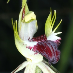 Caladenia atrovespa at Molonglo Valley, ACT - suppressed