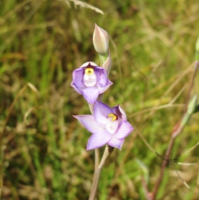 Thelymitra peniculata (Blue Star Sun-orchid) at Hawker, ACT - 22 Oct 2021 by sangio7