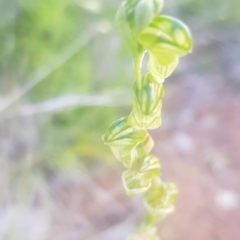 Hymenochilus sp. (A Greenhood Orchid) at Watson, ACT - 22 Oct 2021 by MPW