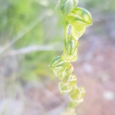 Hymenochilus sp. (A Greenhood Orchid) at Watson, ACT - 22 Oct 2021 by MPW