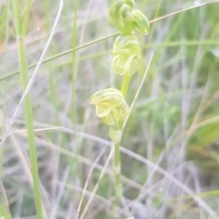 Hymenochilus sp. at Watson, ACT - suppressed