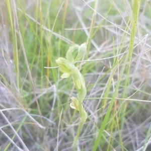 Hymenochilus sp. at Watson, ACT - 22 Oct 2021