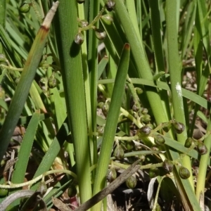 Lomandra filiformis at Molonglo Valley, ACT - 8 Nov 2020