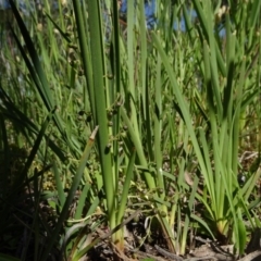 Lomandra filiformis at Molonglo Valley, ACT - 8 Nov 2020 02:58 PM