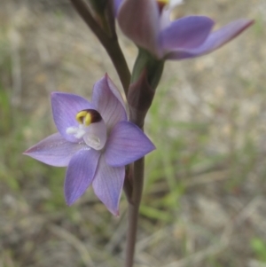 Thelymitra peniculata at Kambah, ACT - 23 Oct 2021