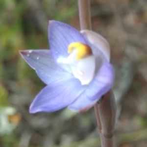 Thelymitra peniculata at Kambah, ACT - 23 Oct 2021