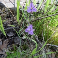 Thysanotus patersonii (Twining Fringe Lily) at Hawker, ACT - 23 Oct 2021 by sangio7