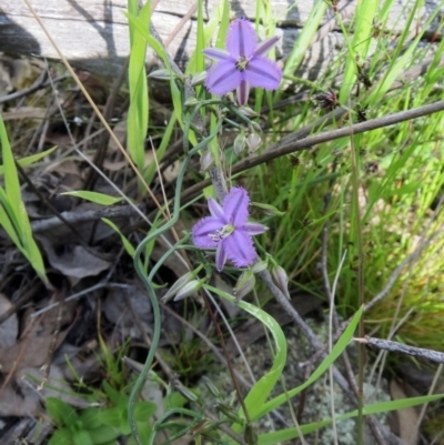 Thysanotus patersonii (Twining Fringe Lily) at The Pinnacle - 22 Oct 2021 by sangio7