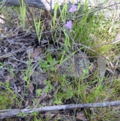 Thysanotus patersonii at Hawker, ACT - 23 Oct 2021