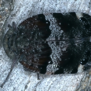 Platybrachys decemmacula at Molonglo Valley, ACT - 18 Oct 2021 02:15 PM