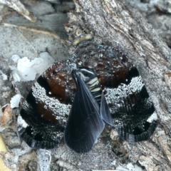 Platybrachys decemmacula at Molonglo Valley, ACT - 18 Oct 2021