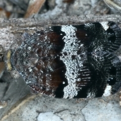 Platybrachys decemmacula at Molonglo Valley, ACT - 18 Oct 2021