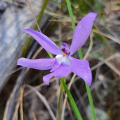 Glossodia major (Wax Lip Orchid) at Black Mountain - 23 Oct 2021 by David