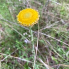 Coronidium sp. at Hall, ACT - 22 Oct 2021 by Rosie