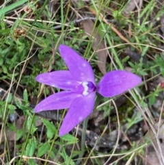 Glossodia major (Wax Lip Orchid) at Hall, ACT - 22 Oct 2021 by Rosie
