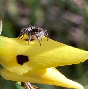 Salticidae (family) at Hall, ACT - 23 Oct 2021