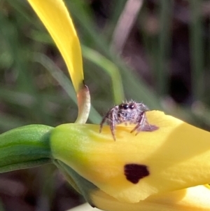 Salticidae (family) at Hall, ACT - 23 Oct 2021