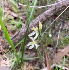 Caladenia sp. at Hall, ACT - 22 Oct 2021 by Rosie