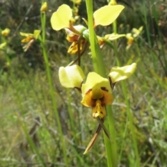 Diuris sulphurea (Tiger Orchid) at Hawker, ACT - 23 Oct 2021 by sangio7