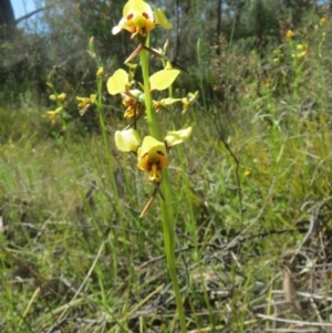 Diuris sulphurea at Hawker, ACT - suppressed