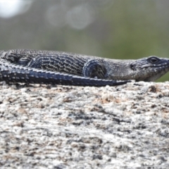 Egernia cunninghami (Cunningham's Skink) at Namadgi National Park - 23 Oct 2021 by JohnBundock