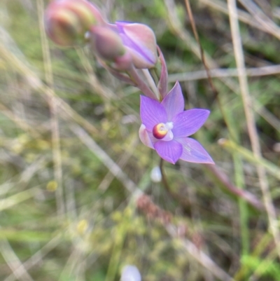 Thelymitra sp. (pauciflora complex) (Sun Orchid) at Hall, ACT - 10 Oct 2021 by Rosie