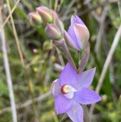 Thelymitra sp. (pauciflora complex) at Hall, ACT - 10 Oct 2021